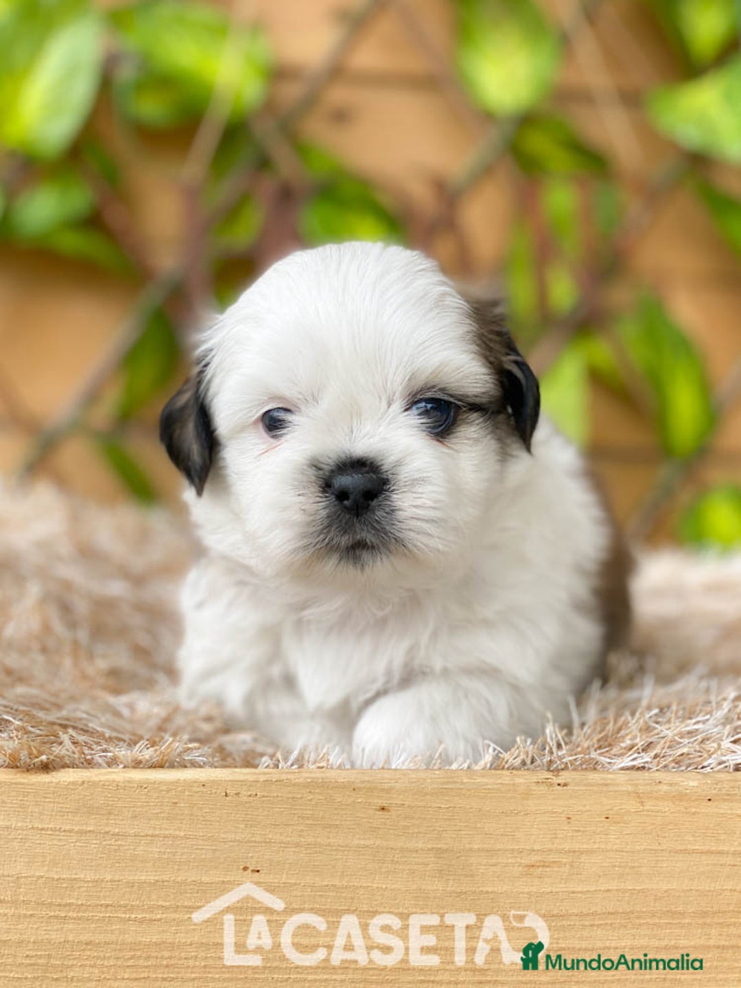 Shih Tzu perros en venta: Camada de Yadira  - Imagen 7