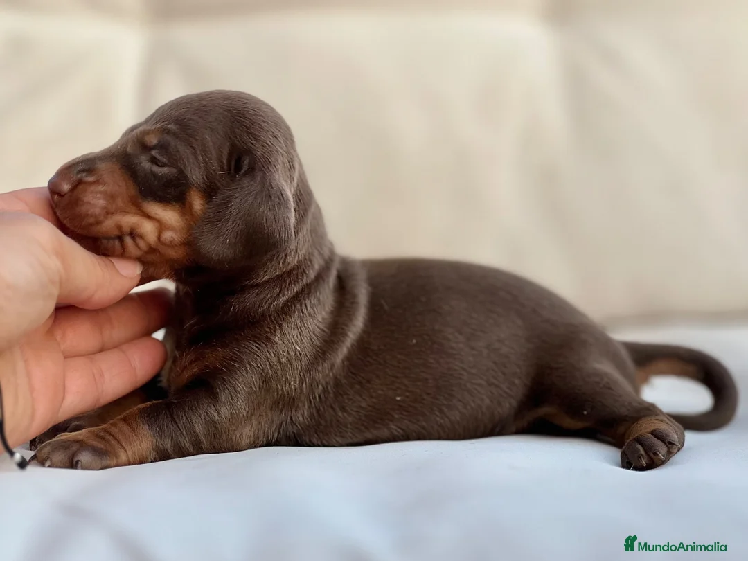 Teckel Miniatura perros en venta: PRECIOSO MACHITO TECKEL TRICOLOR CHOCOLATE - Anuncio 2