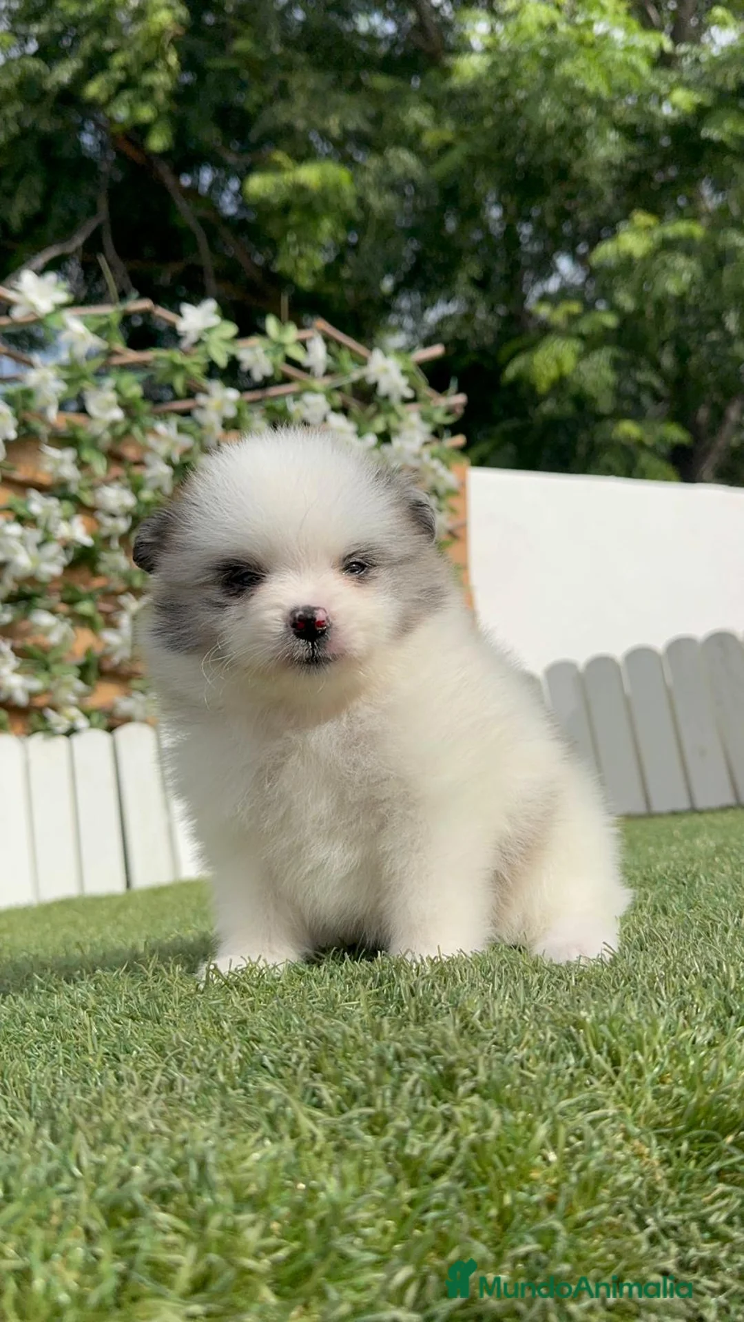 Pomerania perros en venta: POMERANIA - Anuncio 2