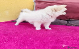 Pomerania perros en venta: Pomerania toy macho blanco  - Imagen 12