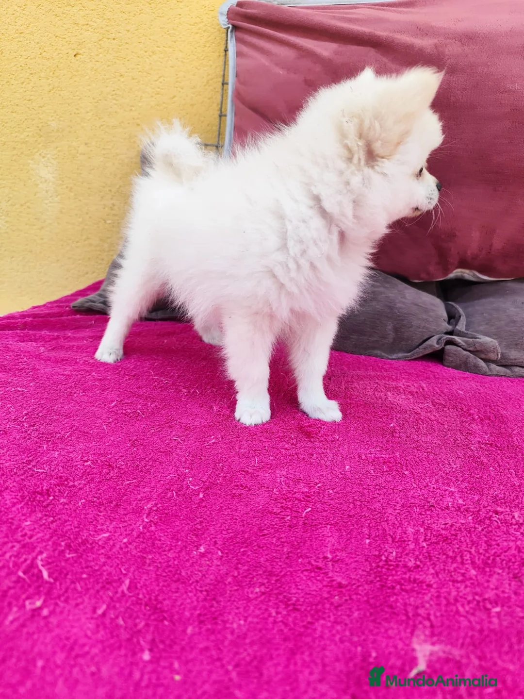 Pomerania perros en venta: Pomerania toy macho blanco  - Anuncio 12