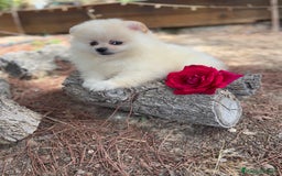 Pomerania perros en venta: Pomerania listos para entregar  - Imagen 5