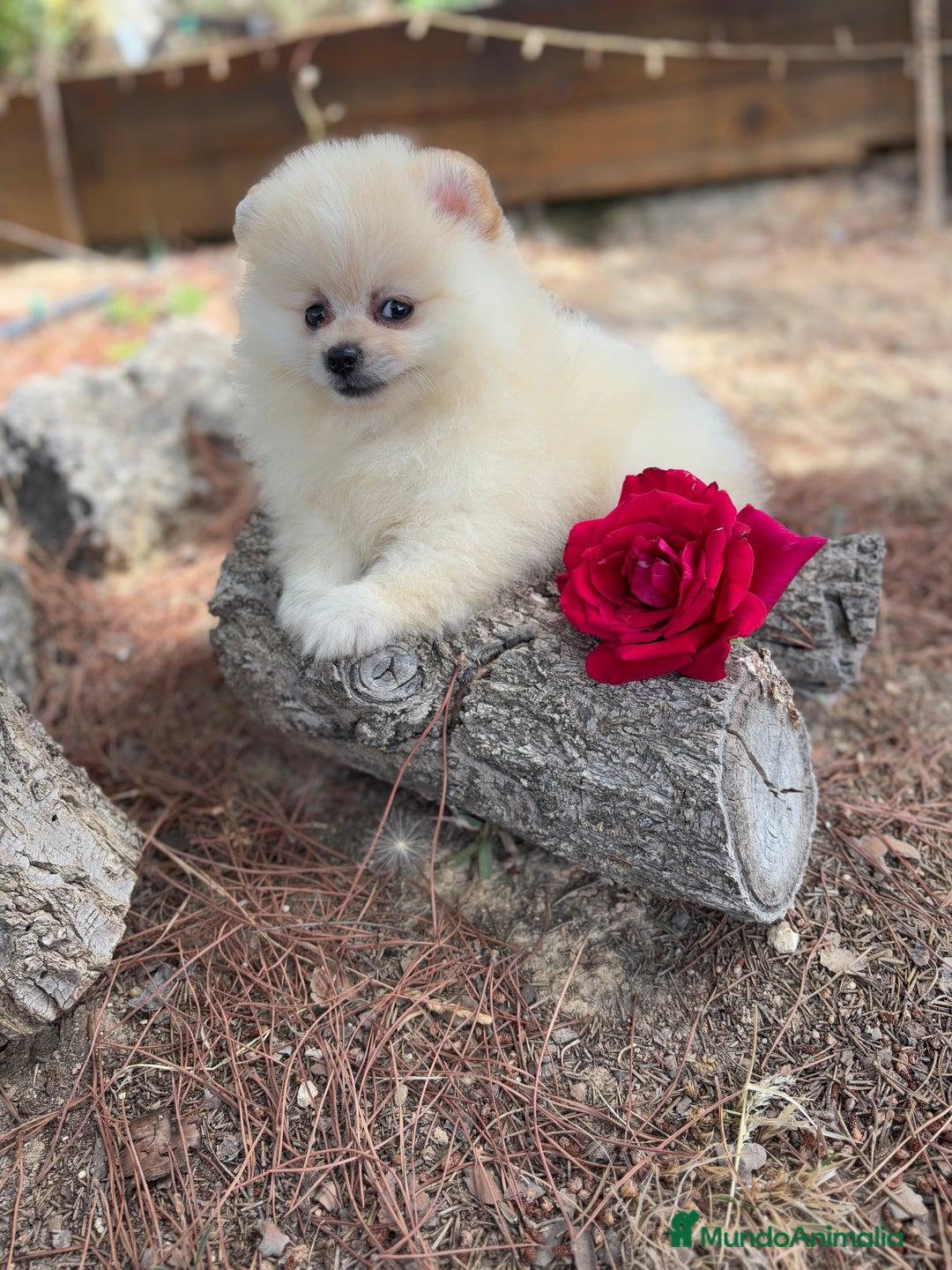Pomerania perros en venta: Pomerania listos para entregar  - Imagen 5
