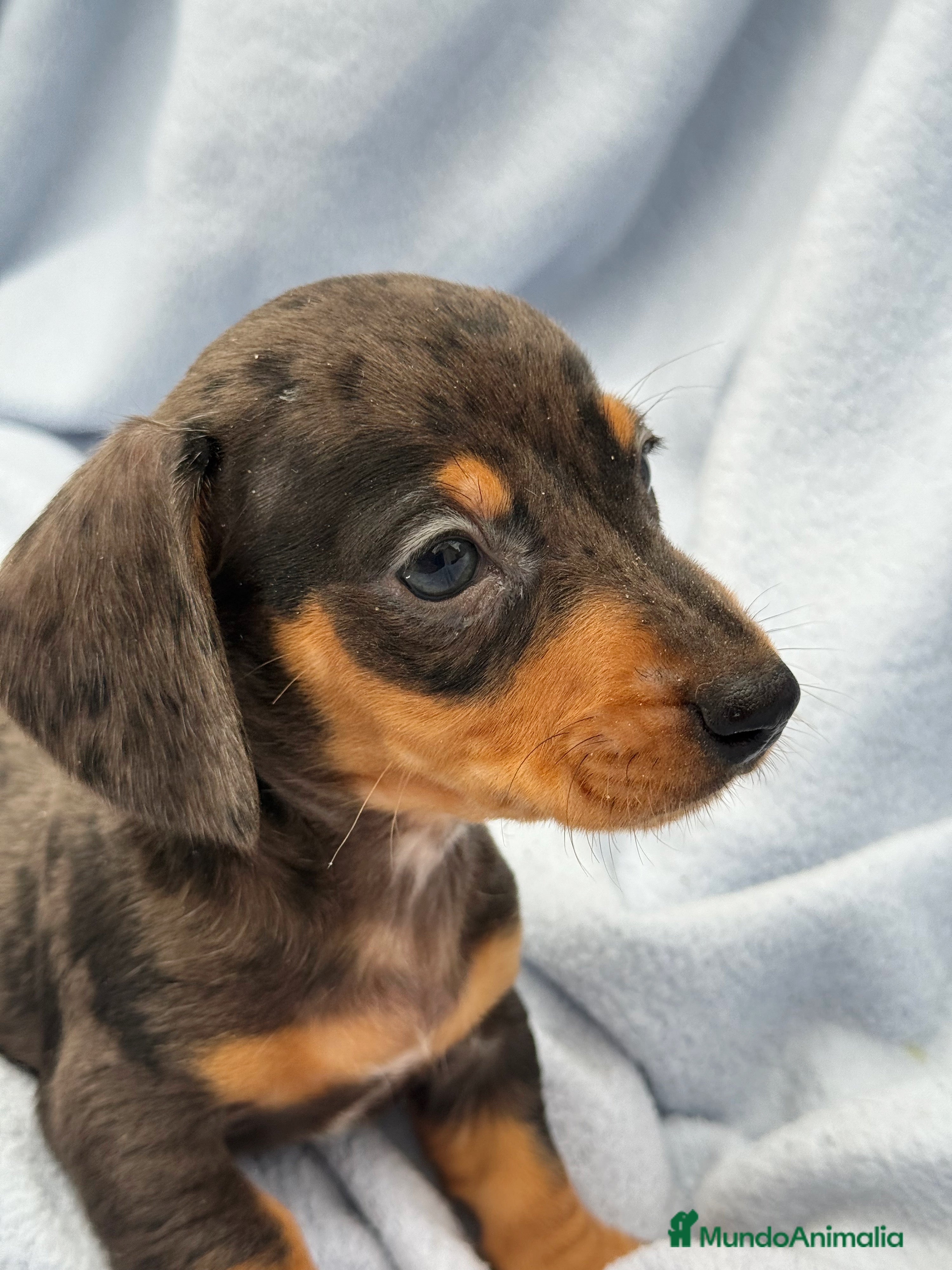 Teckel Miniatura perros Teckel kanichen macho arlequín plata - Anuncio 2