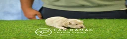 Maltipoo perros en venta: Hembras Maltipoo disponibles.  - Anuncio 6