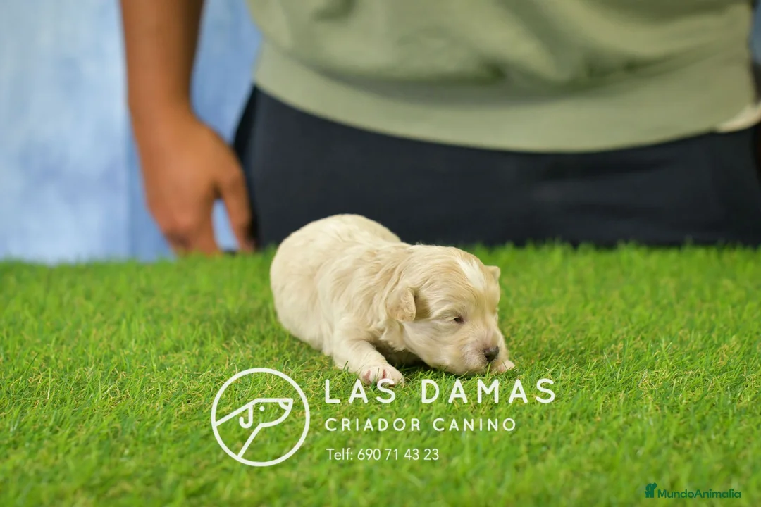 Maltipoo perros en venta: Hembras Maltipoo disponibles.  - Anuncio 6