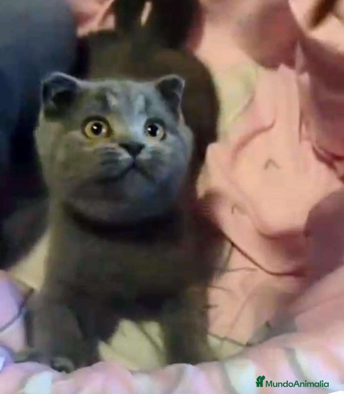 Scottish Fold gatos en venta: Scottish fold blue - Anuncio 1