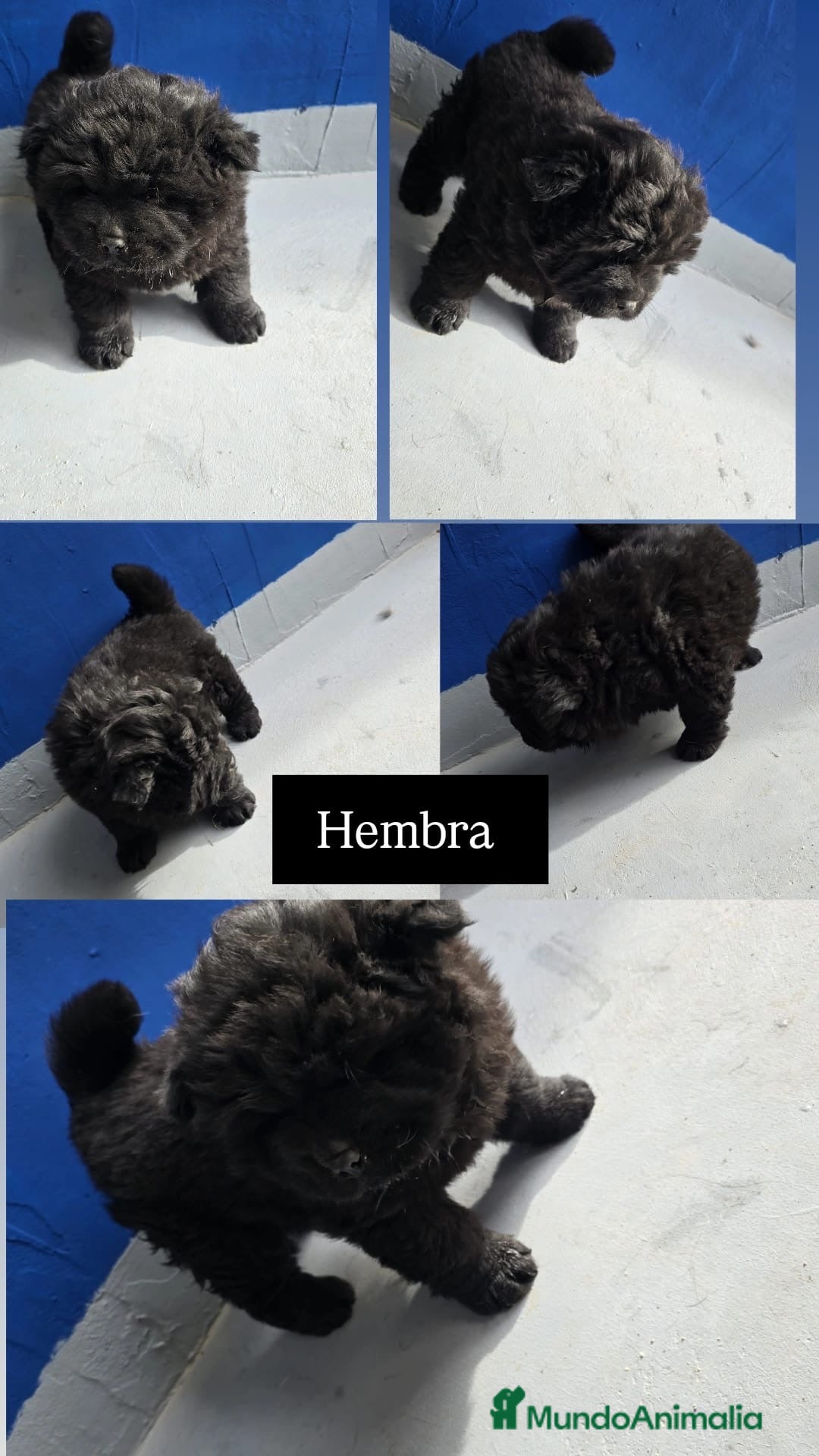 Chow Chow perros en venta: Linda hembra de Chow Chow lista para entregar  - Anuncio 1