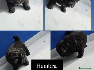 Chow Chow perros Linda hembra de Chow Chow lista para entregar - Anuncio 1