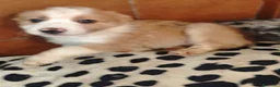 Border Collie perros en venta: Precisos border collie de belleza - Anuncio 1
