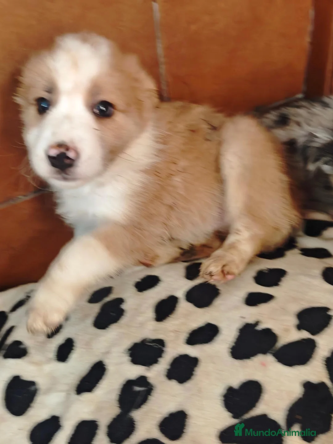 Border Collie perros en venta: Precisos border collie de belleza - Anuncio 1