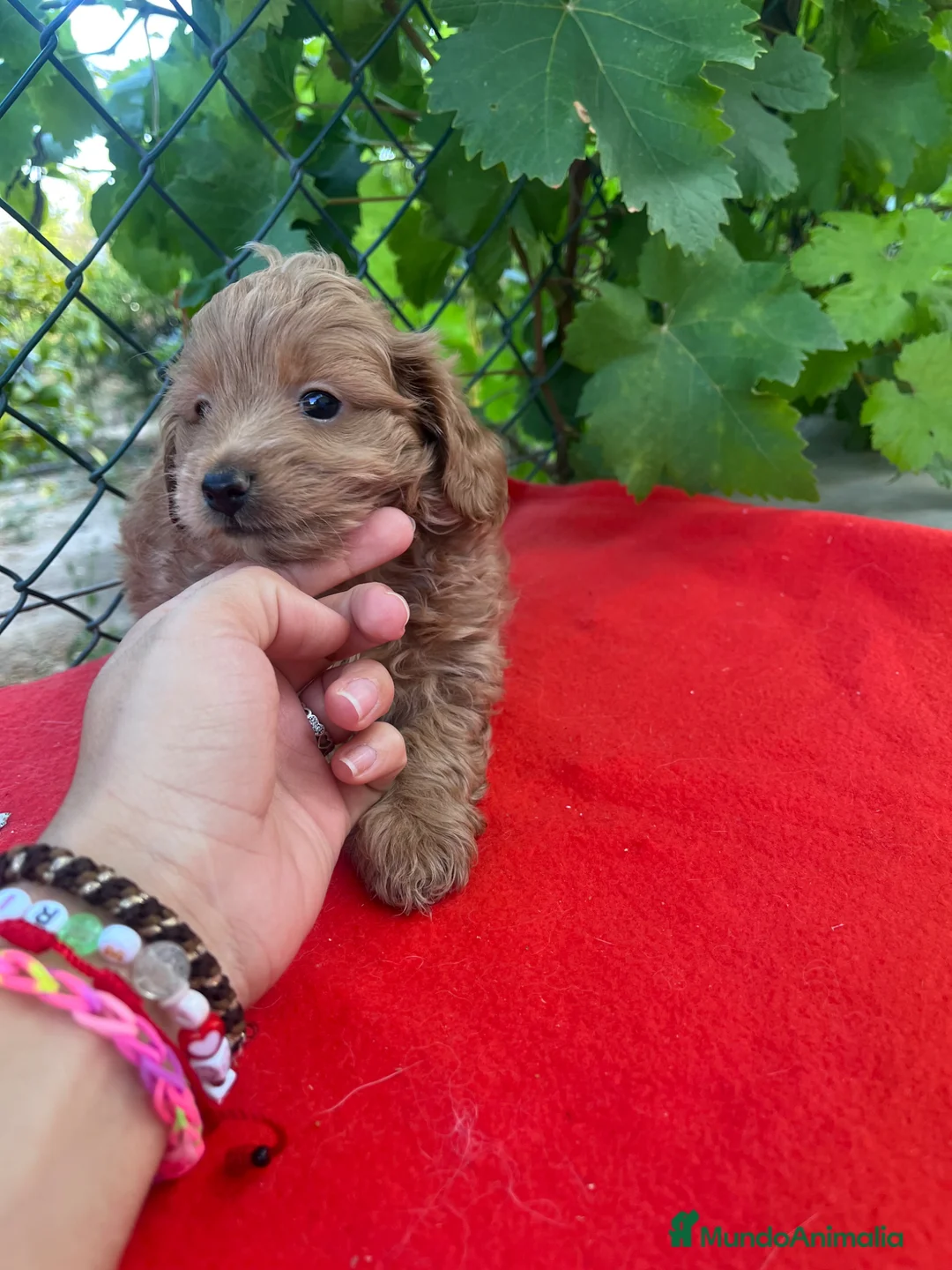 Maltipoo perros en venta: PRECIOSO MACHO - Anuncio 2