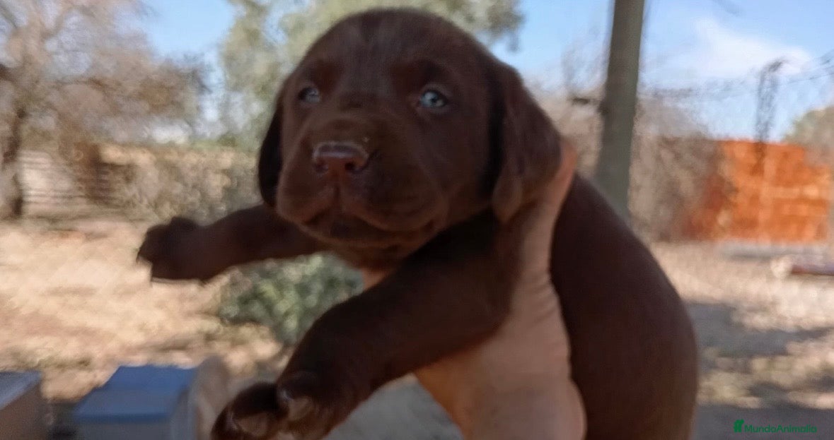 Labrador Retriever perros Disponibles preciosos labradores chocolatd - Anuncio 1