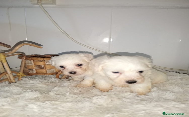 Bichón Maltés perros - Propaganda 1