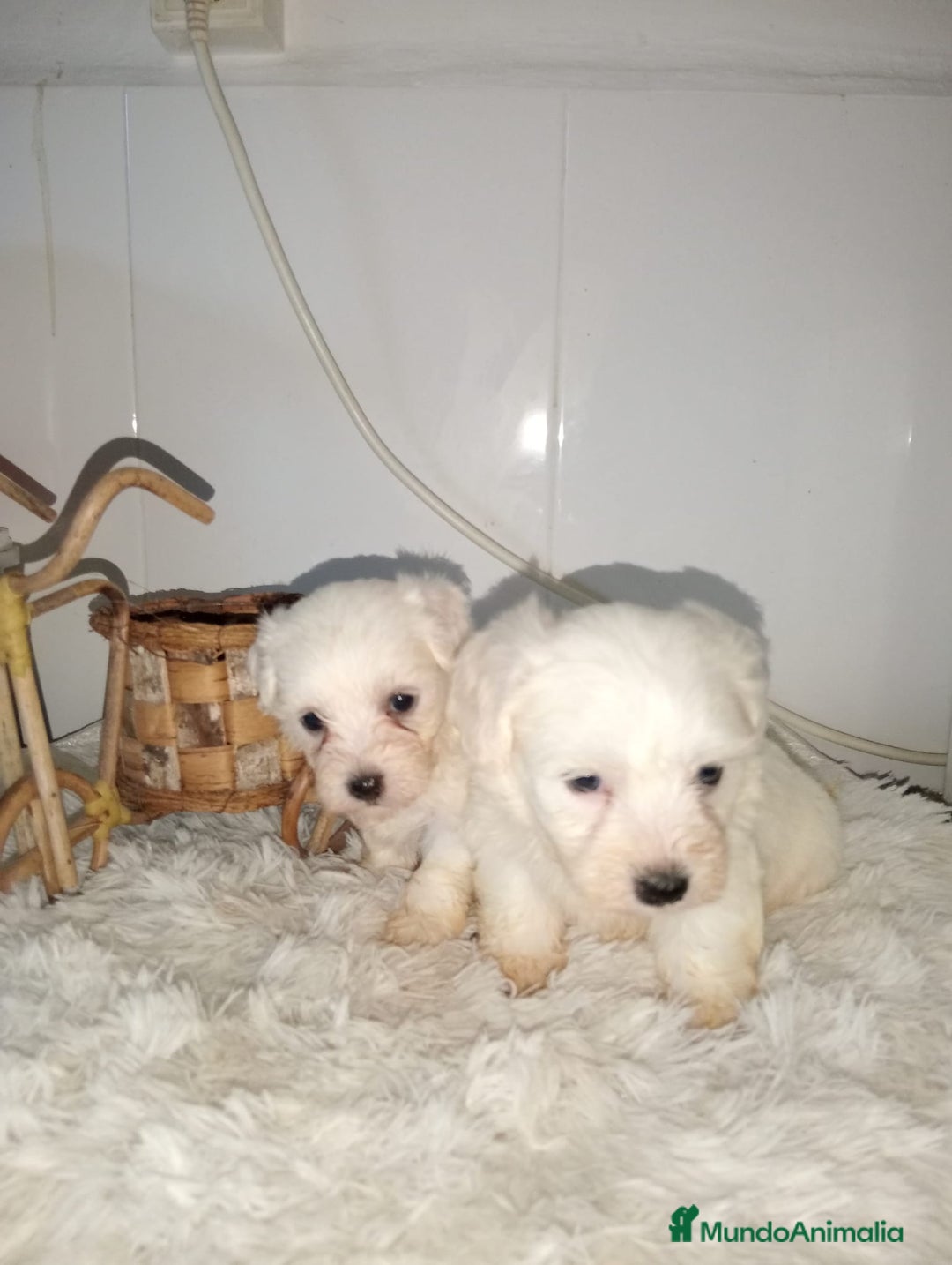 Bichón Maltés perros en venta: Bichón maltes linea americana - Imagen 1