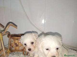 Bichón Maltés perros - Anuncio 21