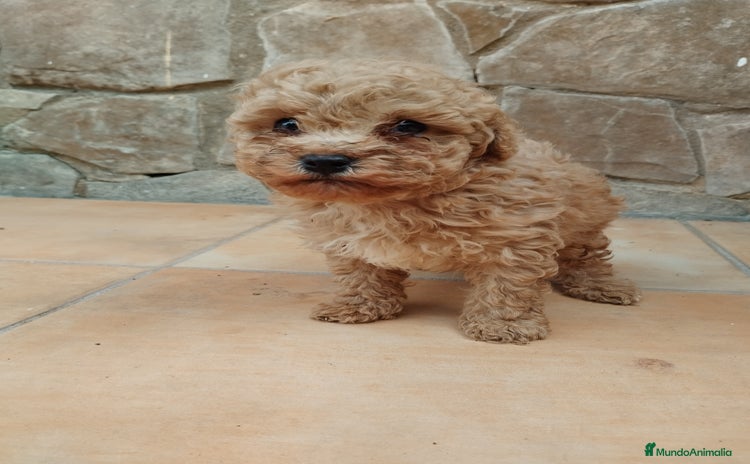 Caniche Toy perros - Anuncio 7