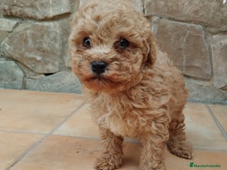 Caniche Toy perros - Anuncio 9