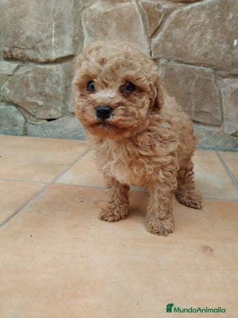 Caniche Toy perros - Anuncio 4