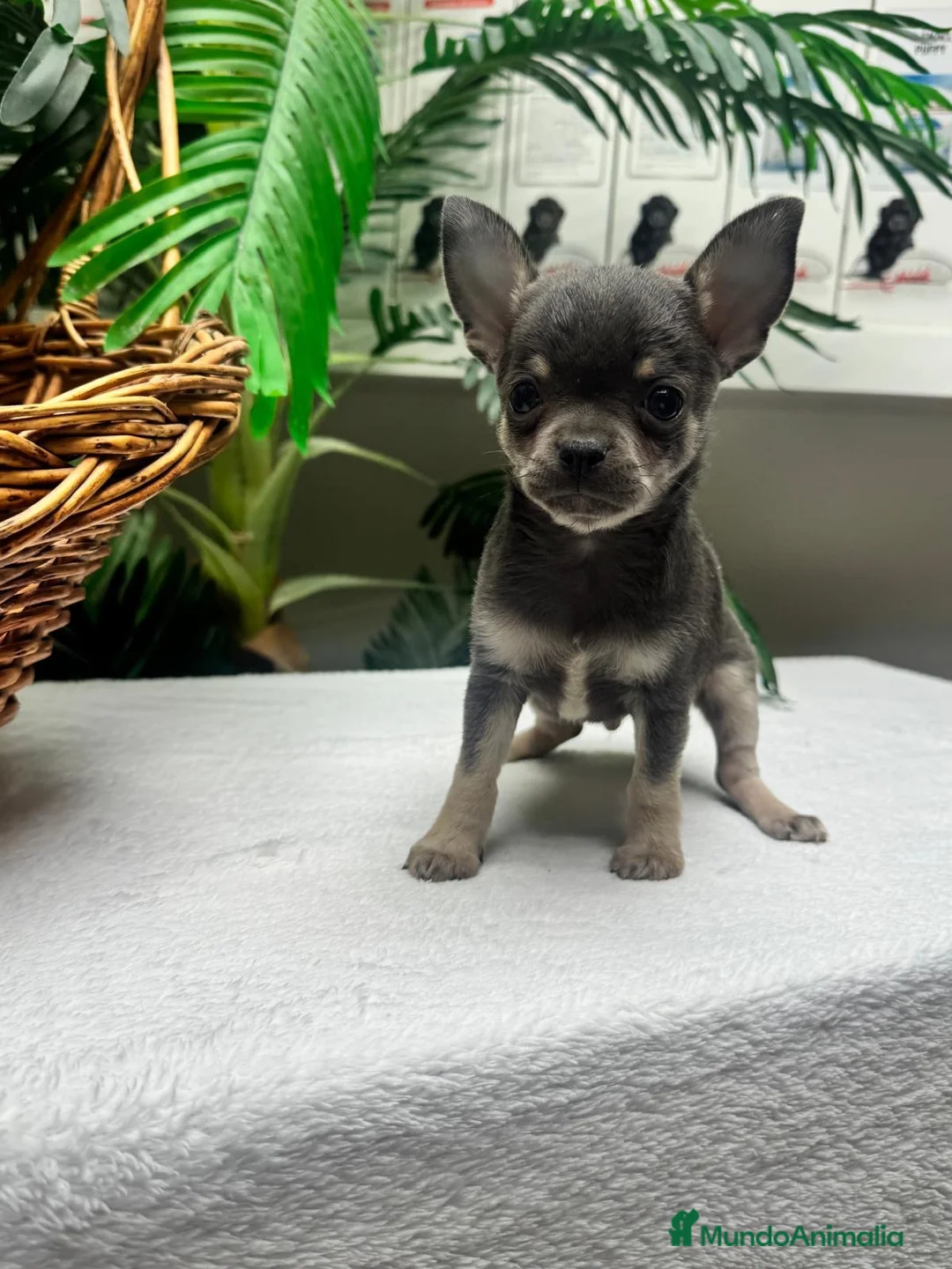 Chihuahua perros en venta: CHIHUAHUA BLUE - Anuncio 13