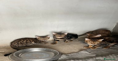Bengalí gatos - Anuncio 2