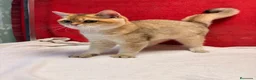 Británico de Pelo Corto gatos en venta: Precioso British Golden dorado - Anuncio 14
