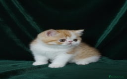 Exótico de Pelo Corto gatos en venta: 🐯 EXOTIC SHORTHAIR RED TABBY & WHITE - Imagen 2