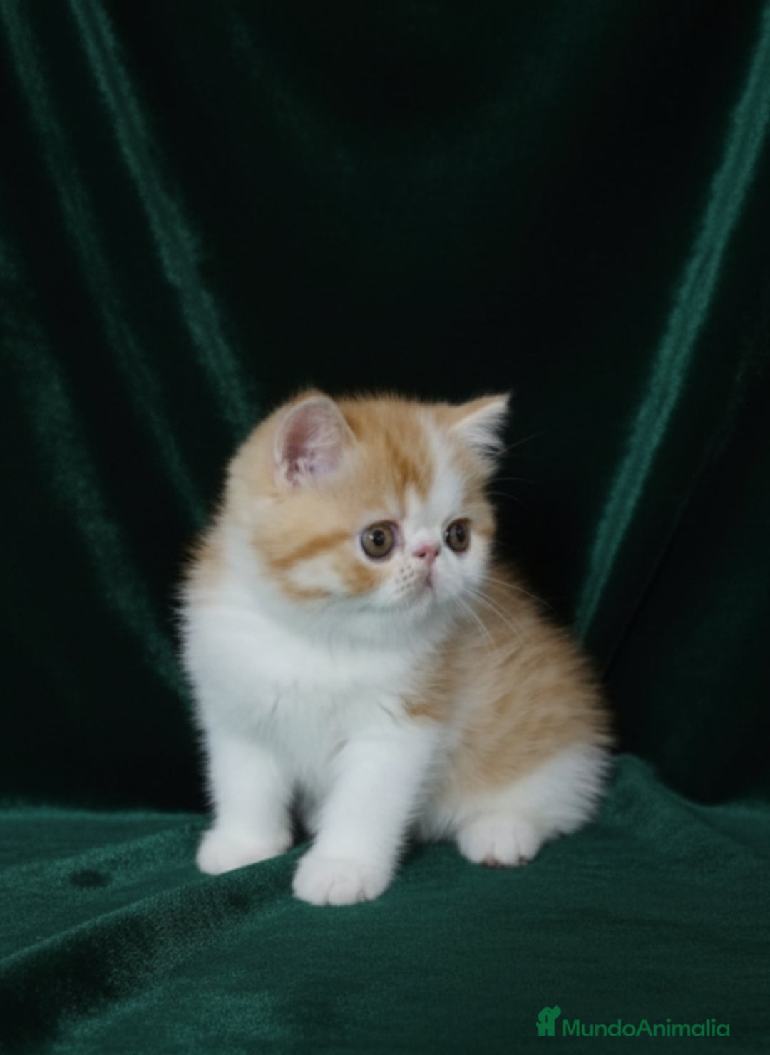 Exótico de Pelo Corto gatos en venta: 🐯 EXOTIC SHORTHAIR RED TABBY & WHITE - Imagen 2