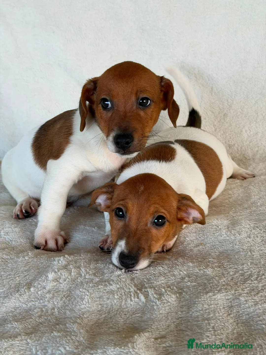 Jack Russell Terrier perros en venta: JACK RUSSELL  - Anuncio 2