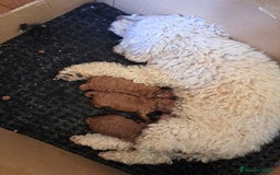 Caniche Toy perros en venta: Caniches - Imagen 1