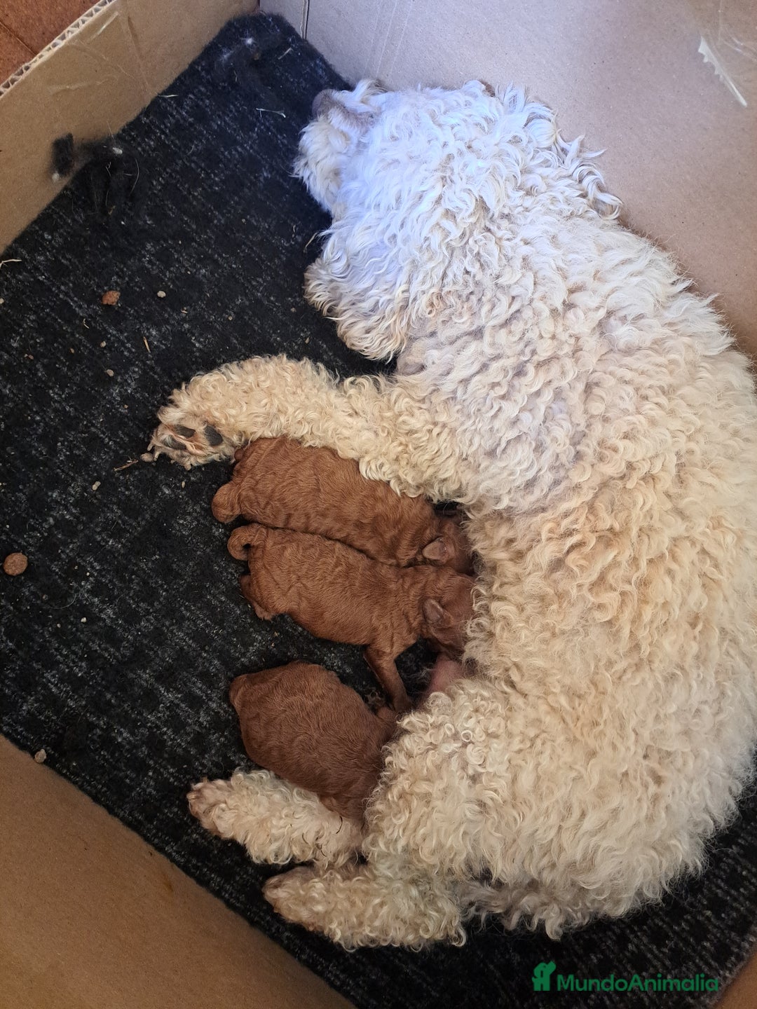 Caniche Toy perros en venta: Caniches - Imagen 1