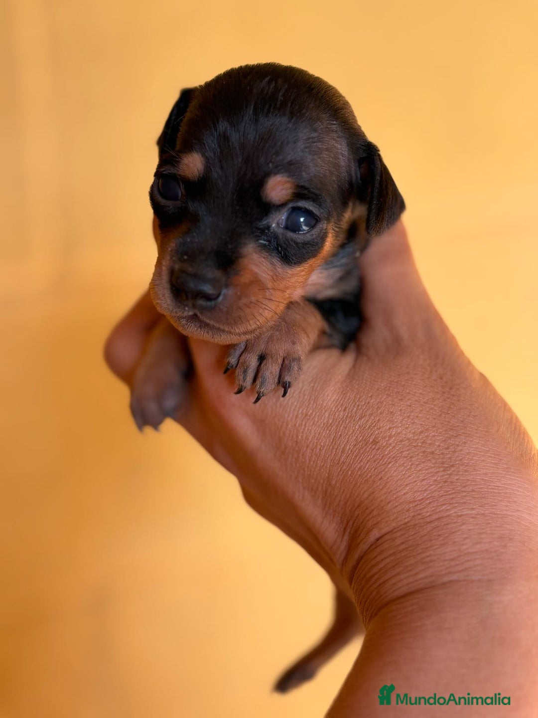 Pinscher Miniatura perros en venta: Pinscher miniatura  - Imagen 6