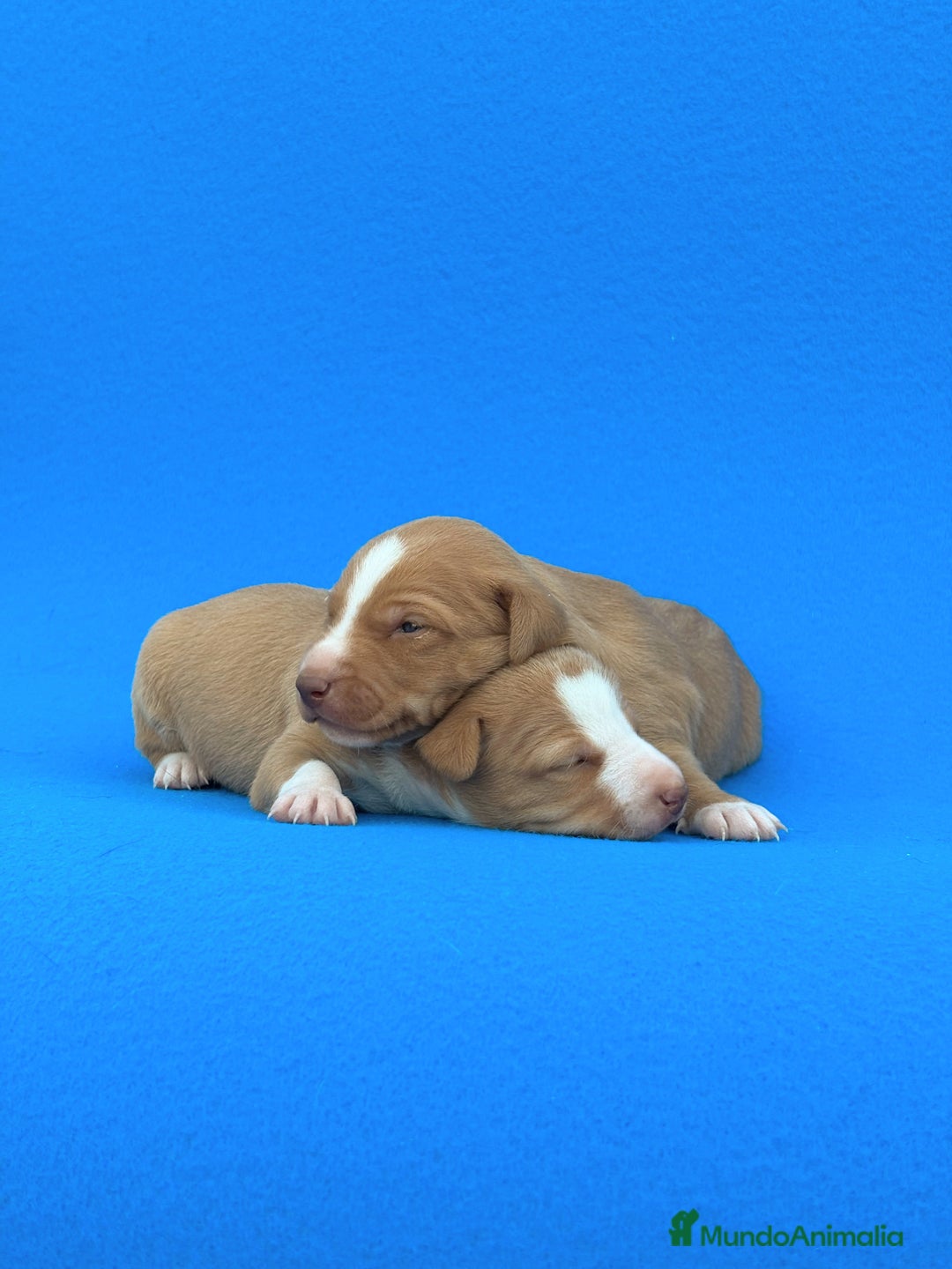Podenco Andaluz perros en venta: Espectaculares podencos andaluces  - Imagen 3