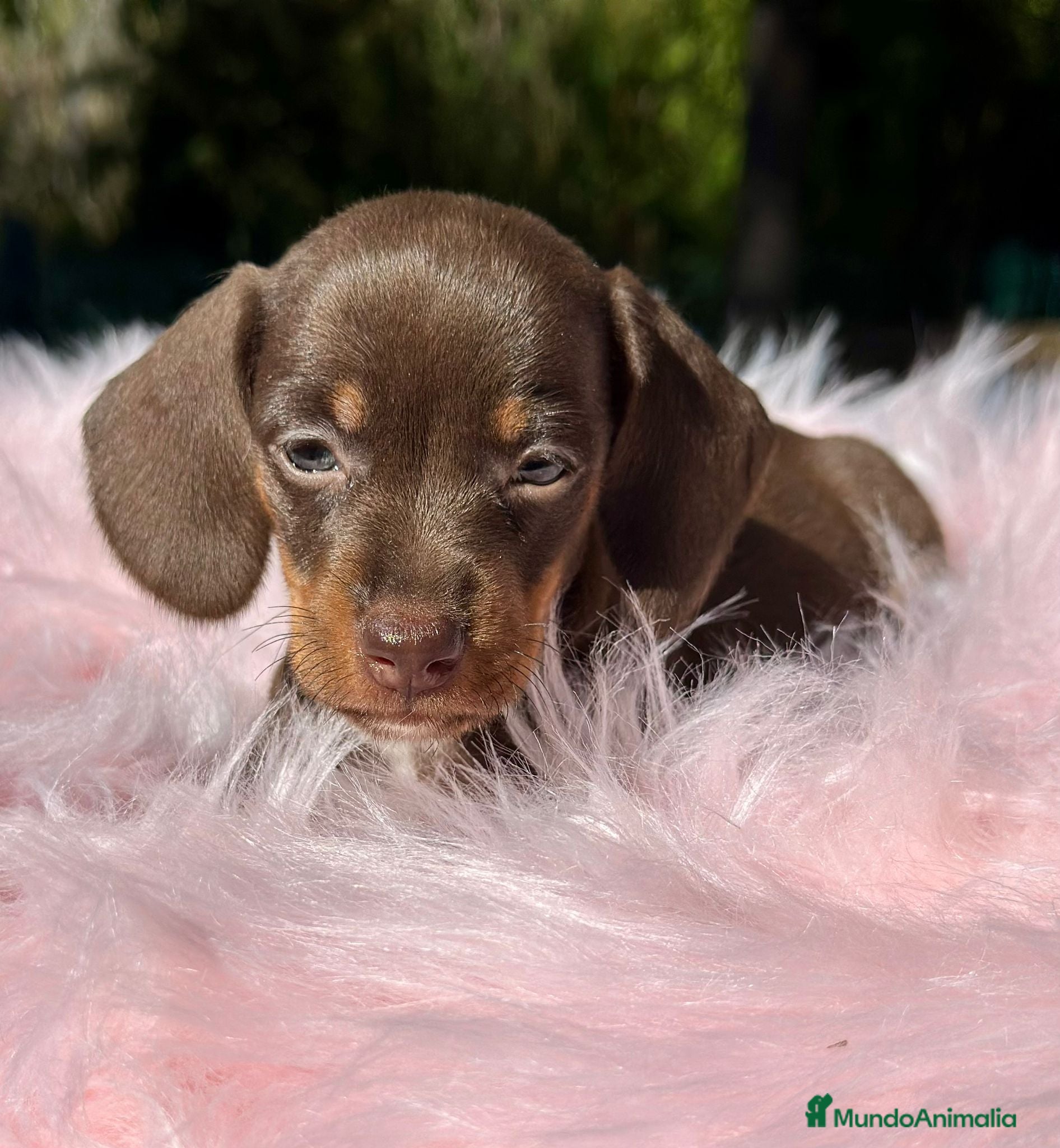 Teckel Miniatura perros Teckel mini chocolate  - Anuncio 2