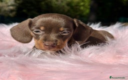 Teckel Miniatura perros en venta: Teckel mini chocolate  - Imagen 2