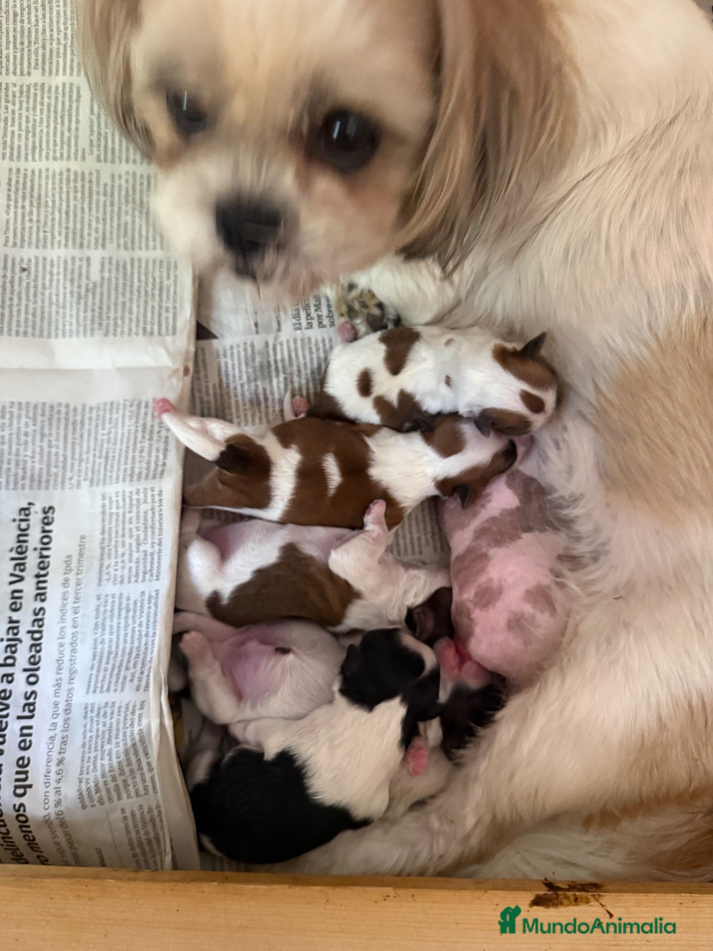 Shih Tzu perros Macho tricolor rojo - Anuncio 2