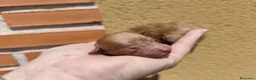 Caniche Toy perros en venta: Excelentes cachorros de caniches  en Zaragoza - Anuncio 3