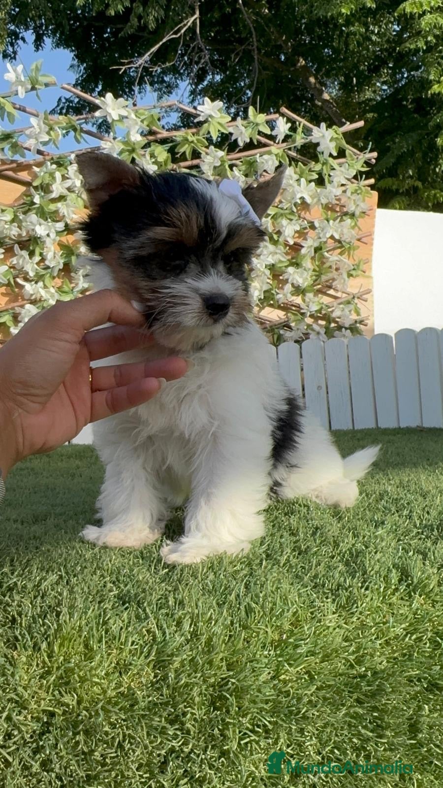 Yorkshire Terrier perros YORKSHIRE BIEWER - Anuncio 1