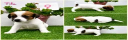 Jack Russell Terrier perros en venta: Cachorros Jack Russell Terrier  - Anuncio 6