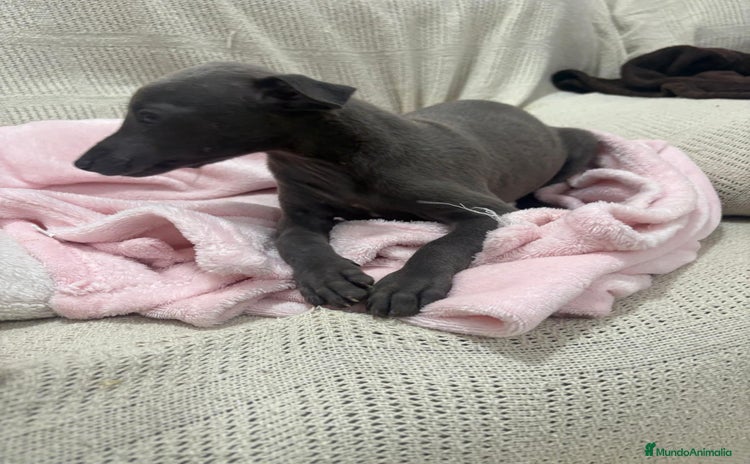 Whippet perros - Anuncio 1