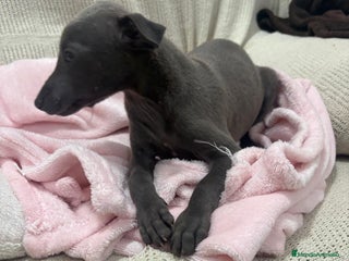 Whippet perros - Anuncio 2