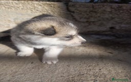 Husky Siberiano perros en venta: HUSKYS - Imagen 3