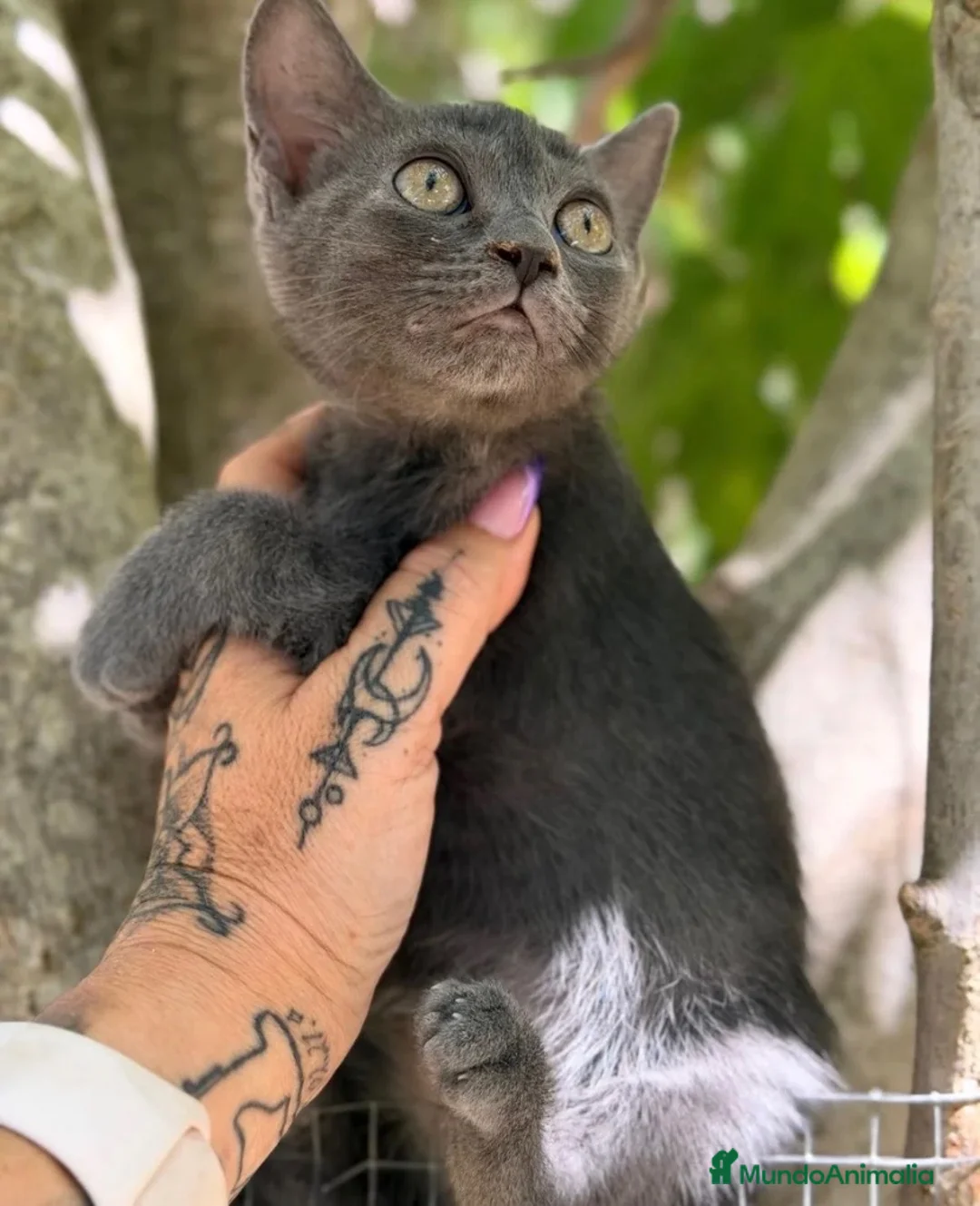 Azul Ruso gatos en venta: Azul ruso hembra  - Anuncio 1