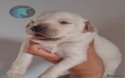 Golden Retriever perros en venta: Golden retriever  - Imagen 1