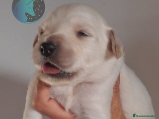 Golden Retriever perros - Anuncio 1