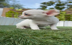 Chihuahua perros en venta: CHIHUAHUA MACHO - Imagen 6