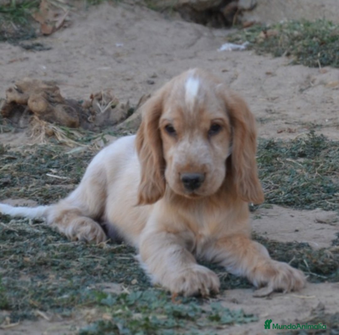 Cocker Spaniel Inglés perros en venta: Cocker - Imagen 4