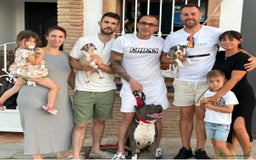 American Staffordshire-Terrier perros en venta: American Stanford, mis pequeños - Imagen 2