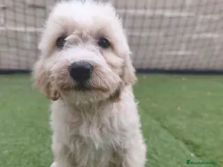 Perro de Agua Español perros 🔥🔥PRECIO 650🔥🔥 - Anuncio 8