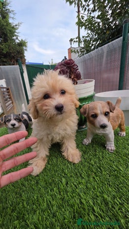 Maltipoo perros - Anuncio 4